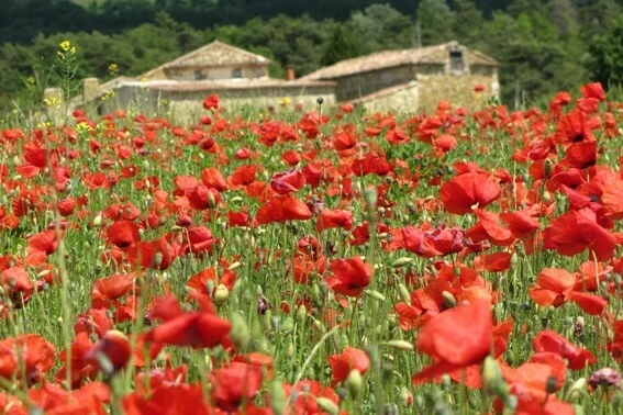 Zorgeloos vakantie vieren_Belvilla vakantiehuizen