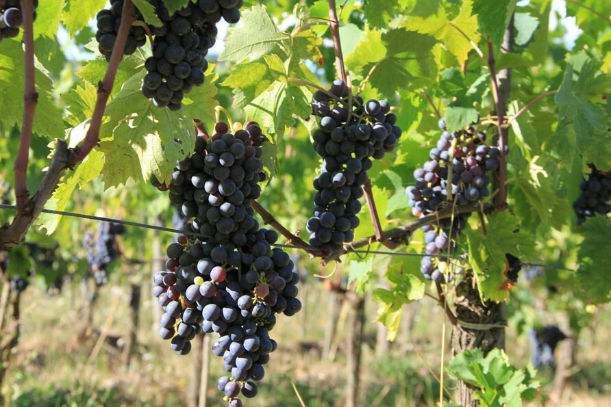 zwembad landgoed Castelvecchio Chianto Toscane agrotoerisme Belvilla vakantiehuizen