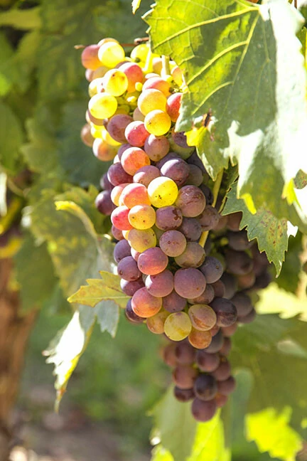 uitzicht stadsappartement Florence Dom Duomo stedentrip Belvilla vakantiehuizen