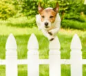 Hond springt over het hek