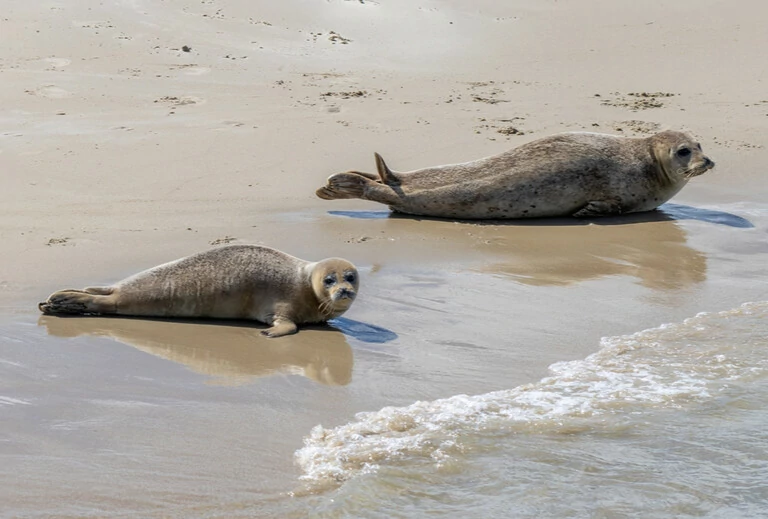 zeehonden op zandbank bij Terschelling
