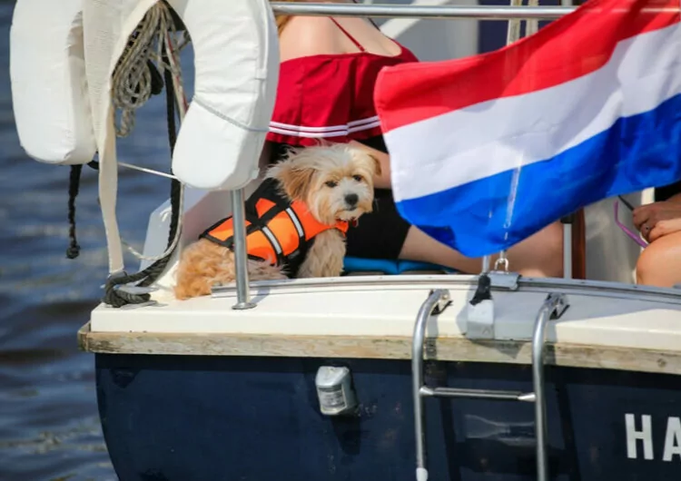 hond op boot met Nederlandse vlag