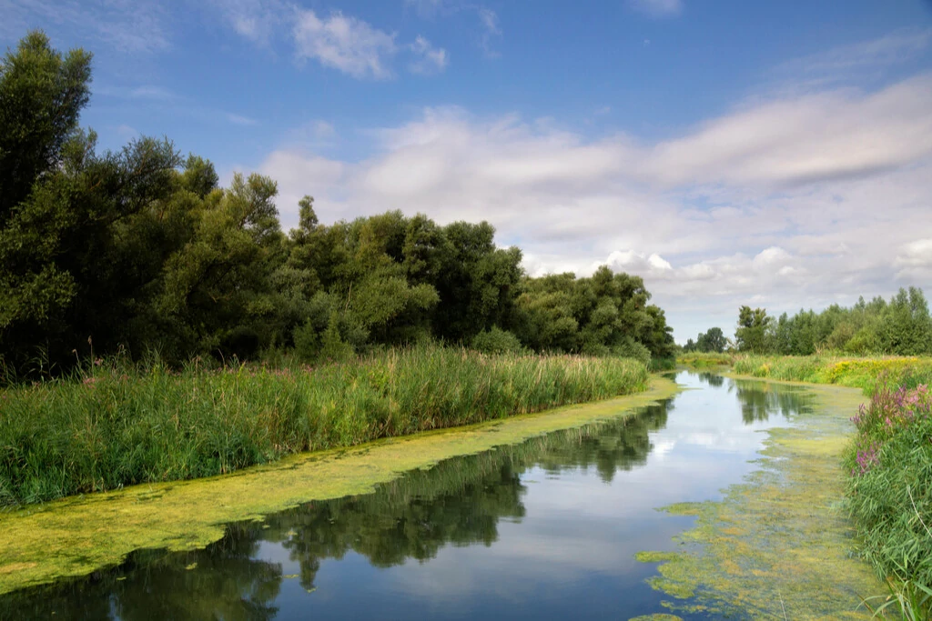 De Biesbosch