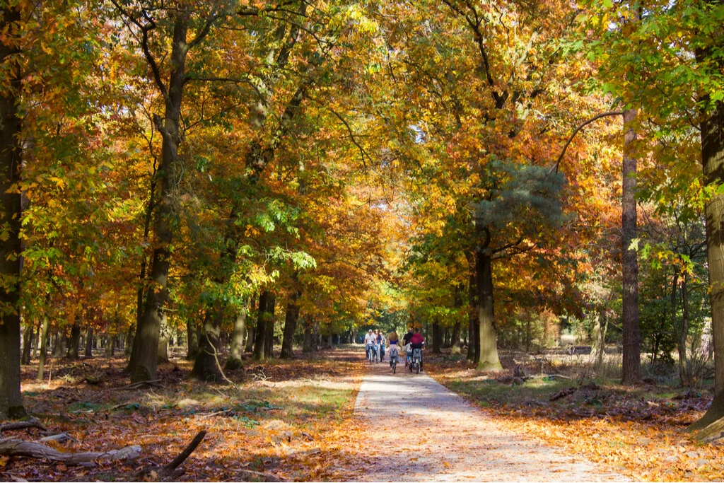 fietsers in park De Hoge Veluwe