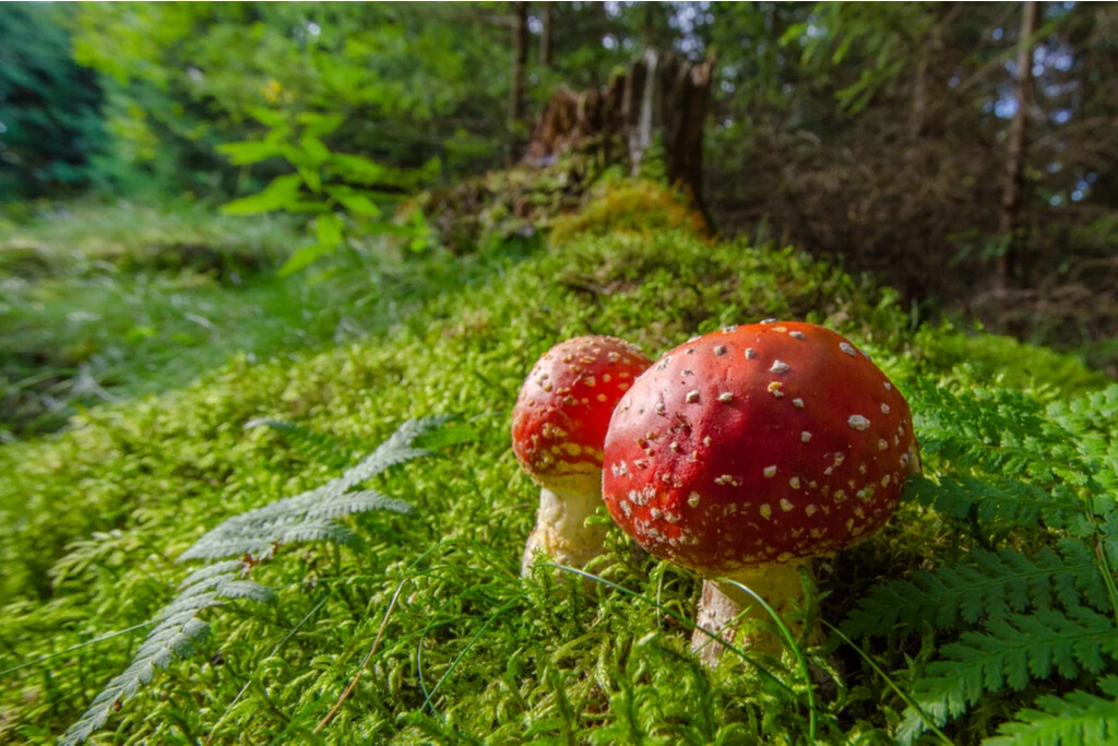 paddenstoelen in bos