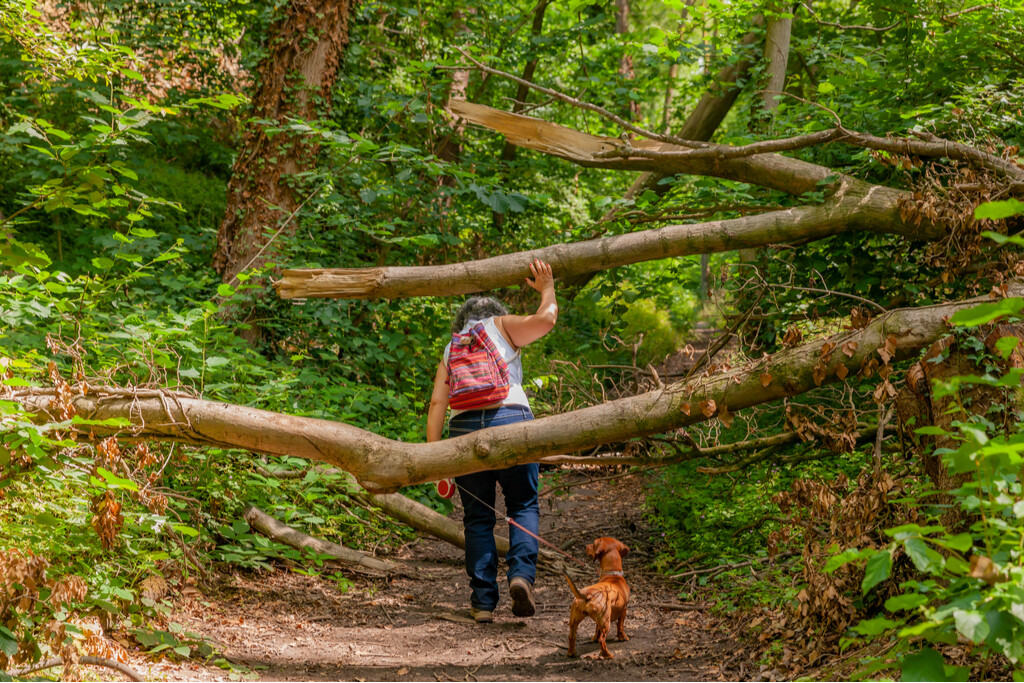 wandelaarster met hond in bos in Zuid-Limburg