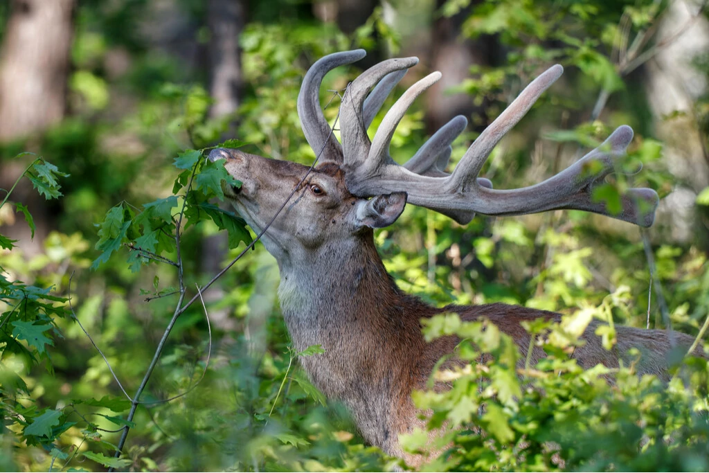 hert op Hoge Veluwe