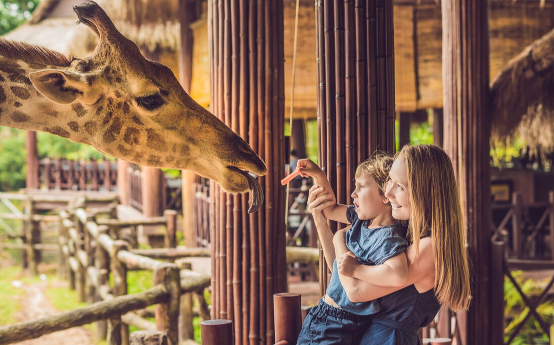 safari in dierentuin