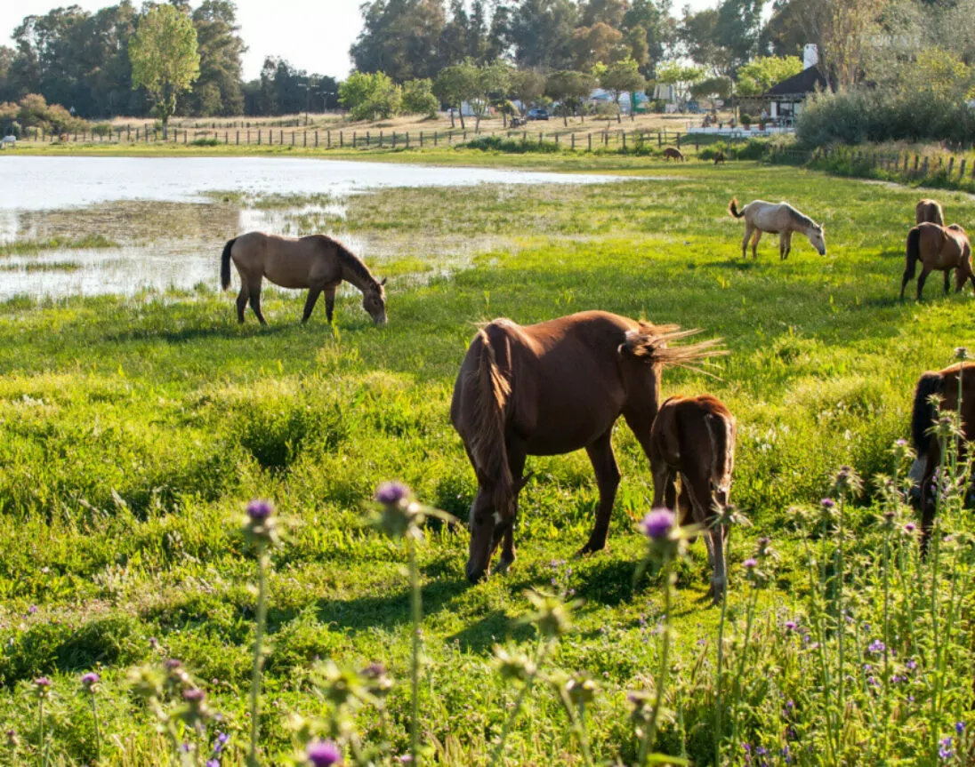 Wilde paarden in Nationaal Park Doñana