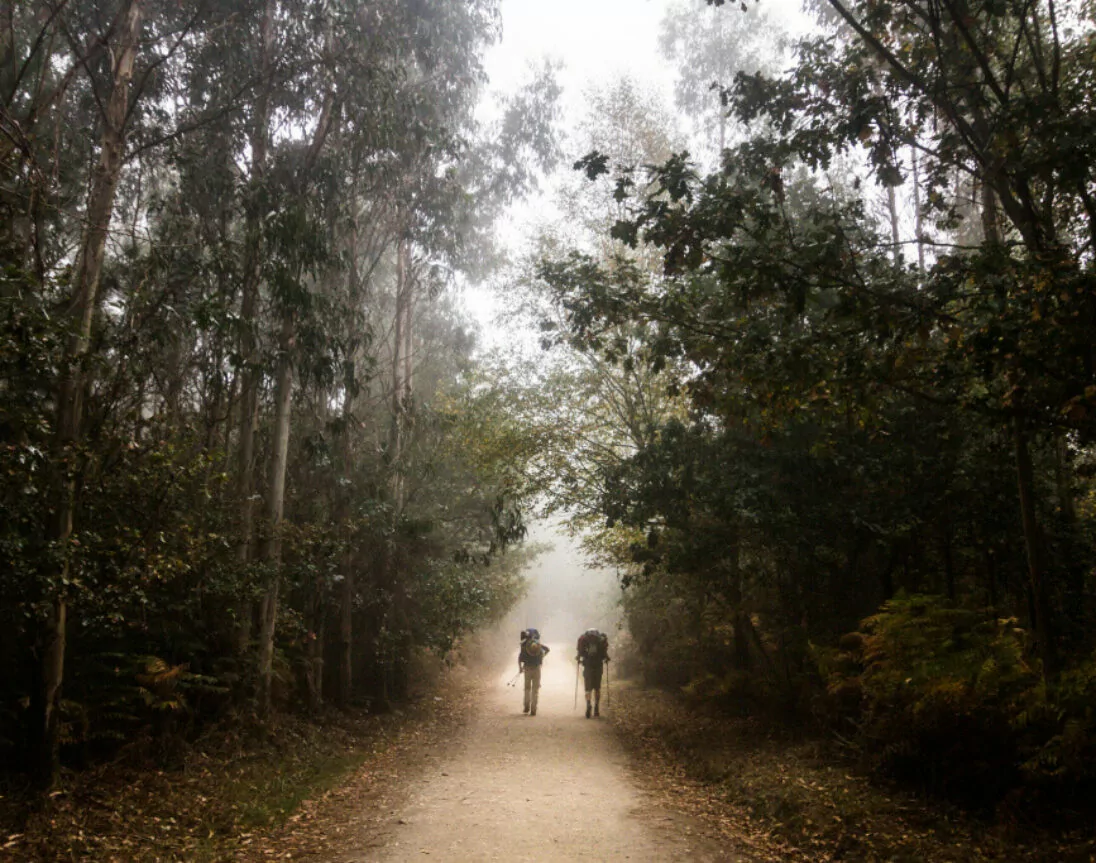 Camino del Norte tussen de bomen