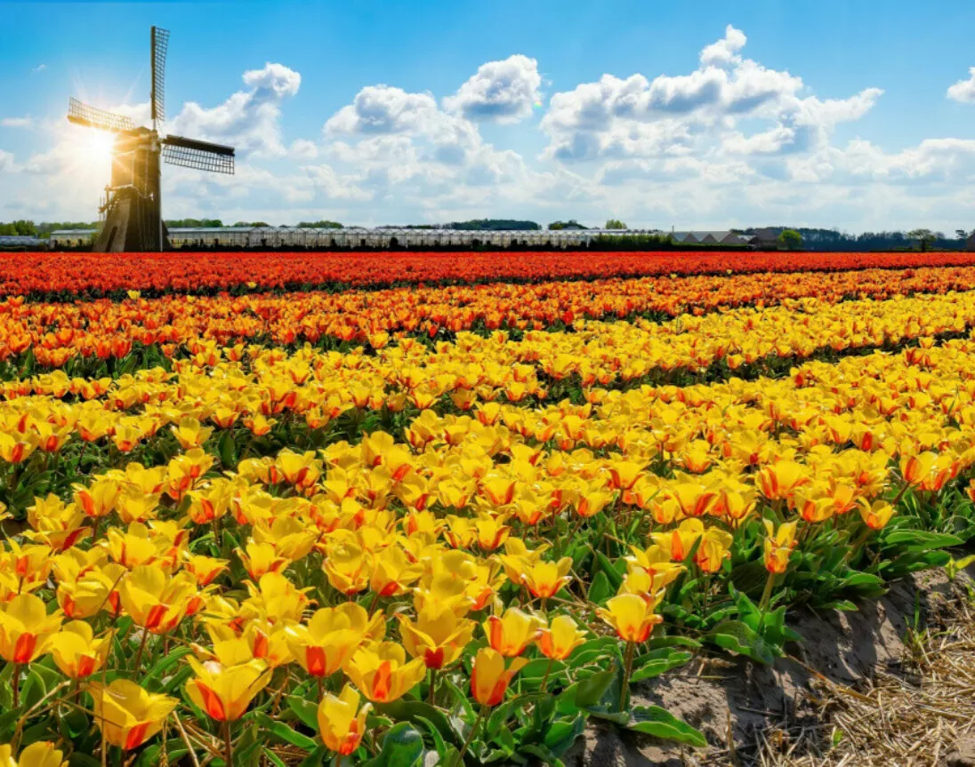 Kleurrijke tulpenzee met molen