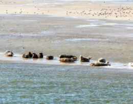 Zeehonden spotten rondom Terschelling