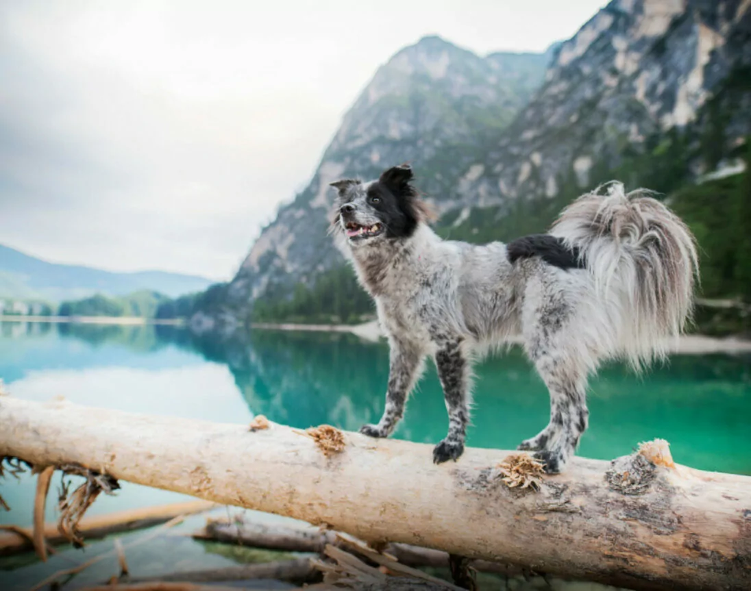 hond bij meer in de bergen