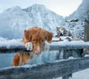 Hond in de natuur winter.