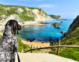 Hond kijkt uit over kust