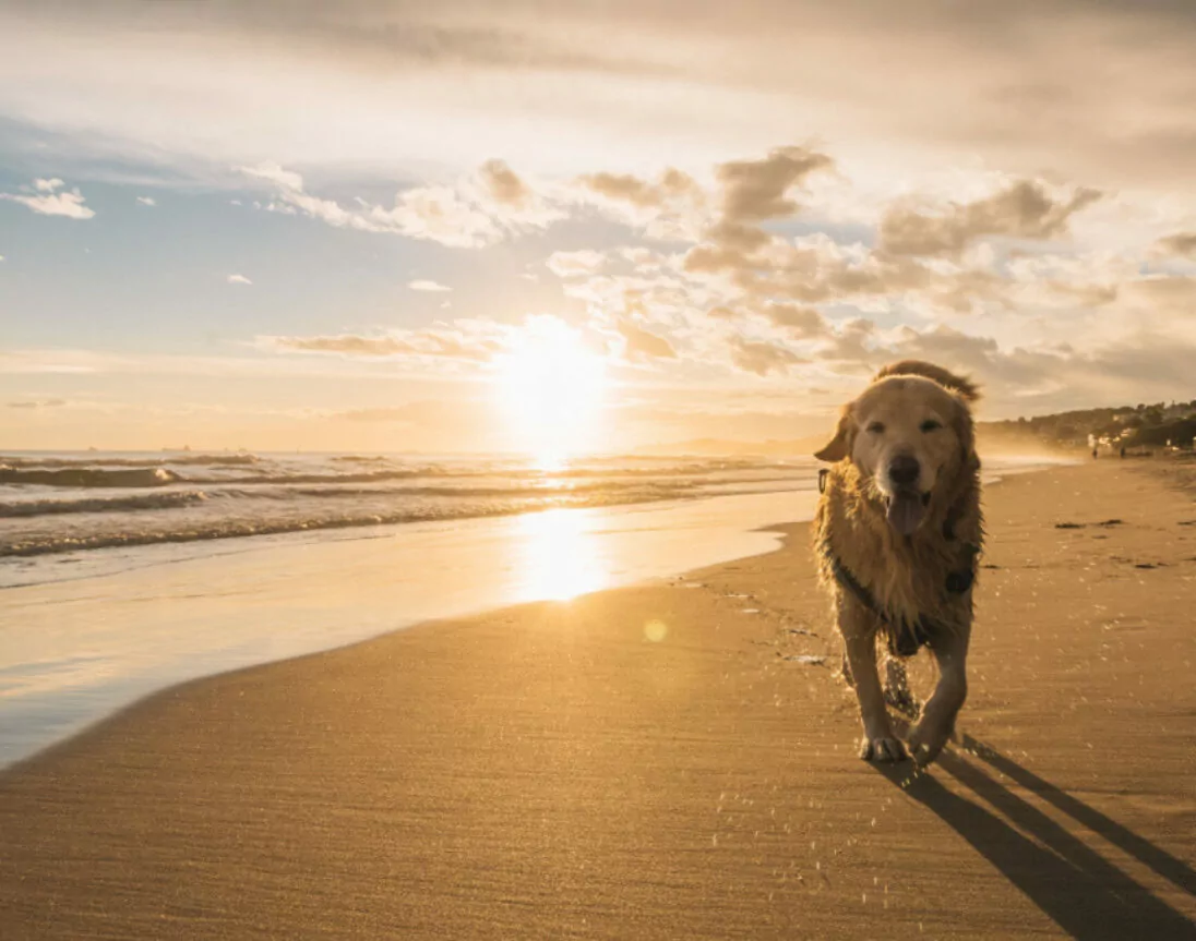 hond op het strand