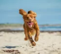hond rent op strand