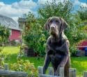hond in omheinde tuin