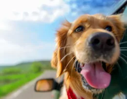 Hond kijkt uit een autoraam