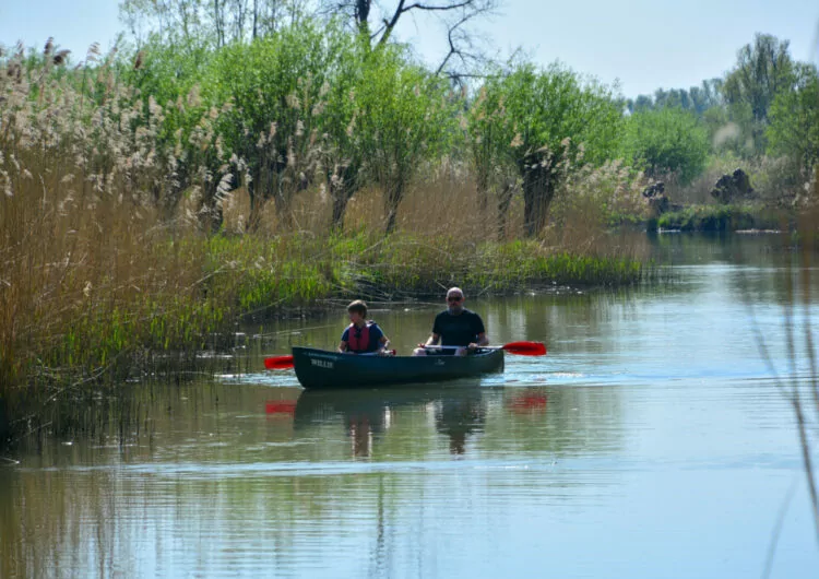 Kanoën in de Biesbosch