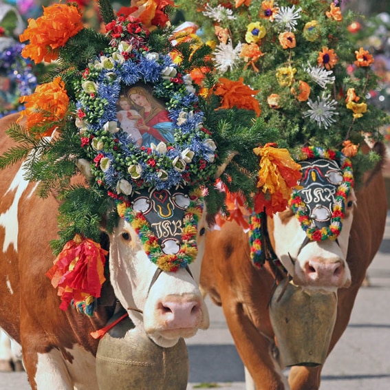Bij de jaarlijkse Almabtrieb gaat het vee in een versierde stoet terug naar het dal Typisch Oostenrijks_Almabtrieb_Belvilla vakantiehuizen