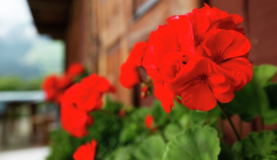 Belvilla schetst voorbeelden van typisch Oostenrijkse vakantiehuizen AT-6364-93_Feilgrub_geraniums_typisch Oostenrijk_Belvilla vakantiehuizen