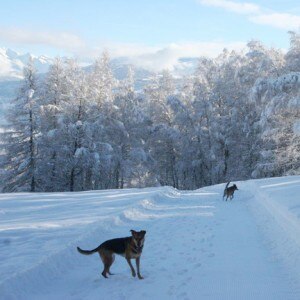 Hond mee op wintersport Belvilla vakantiehuizen