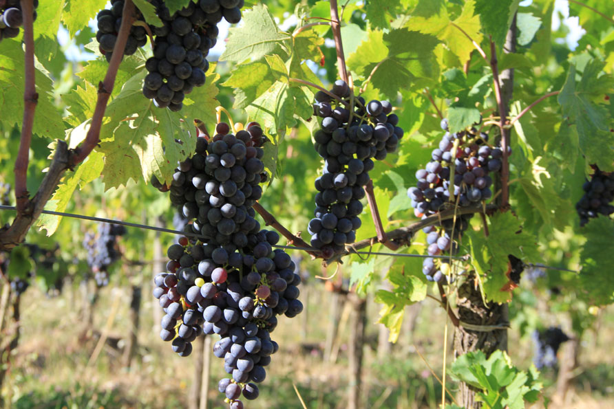 wijn Chianti agriturismo agritoerisme Belvilla vakantiehuizen