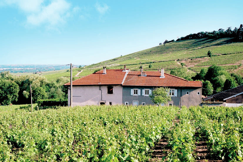 wijngaard Beaujolais Belvilla vakantiehuizen