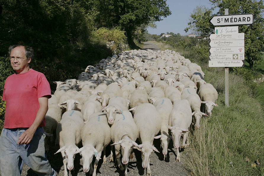 schapen herder Zuid-Frankrijk Belvilla vakantiehuizen