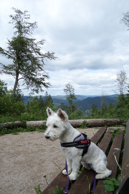 wandelvakantie Sauerland hond Belvilla vakantiehuizen