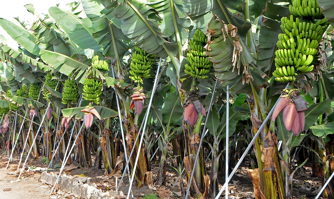 bananenplantage-tenerife