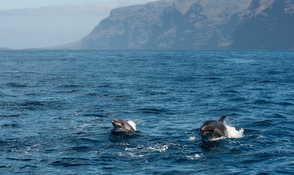 dolfijnen-tenerife