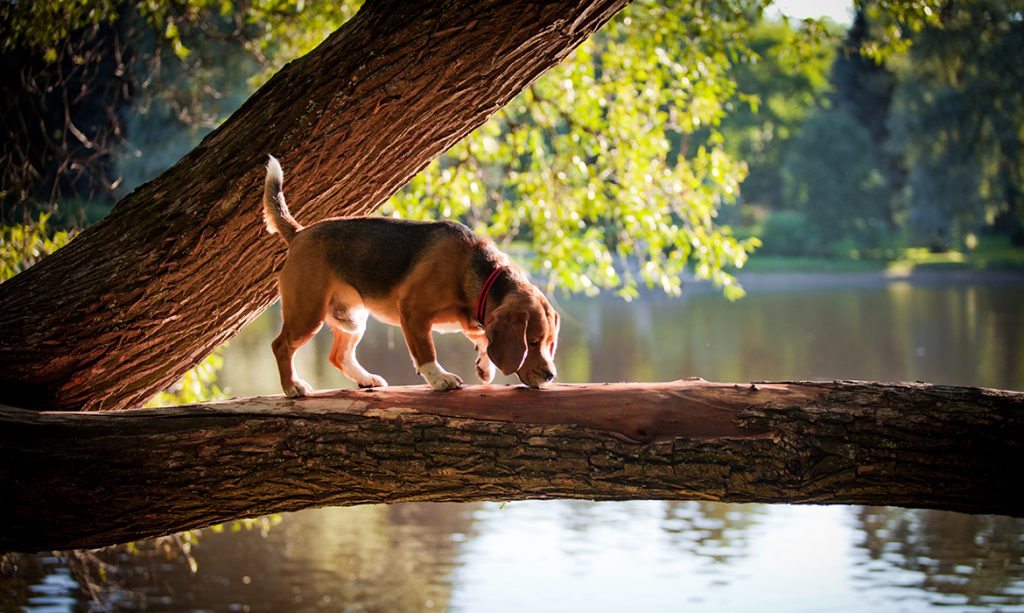 Weekendje weg met hond in de Ardennen | Belvilla Blog