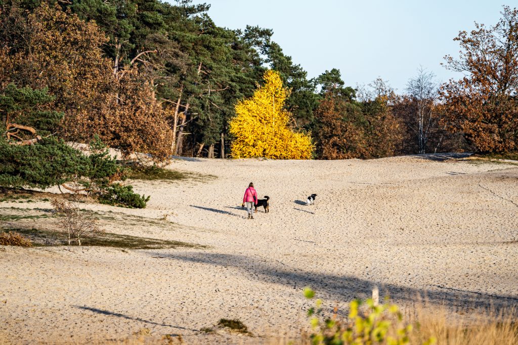 2 Loonse en Drunense duinen shutterstock_1570600759 | Belvilla Blog